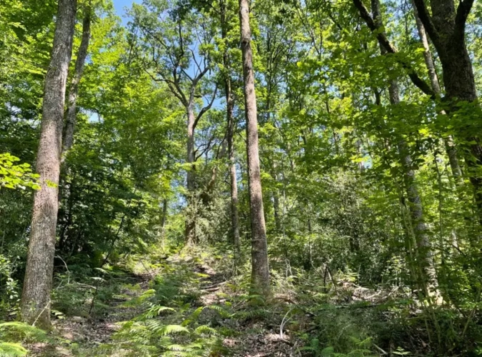 Photos 4 - Forestière - Propriété forestière de chênes, capitalisée en bois moyens et gros bois – 840 m³