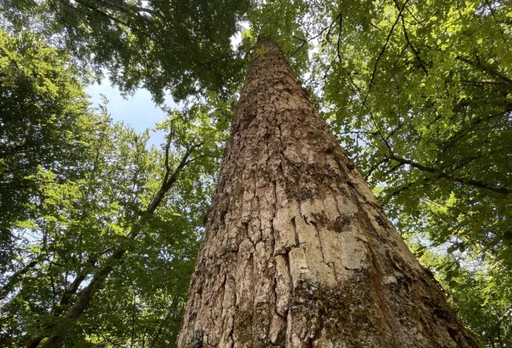 Photos 5 - Forestière - Propriété forestière de chênes, capitalisée en bois moyens et gros bois – 840 m³