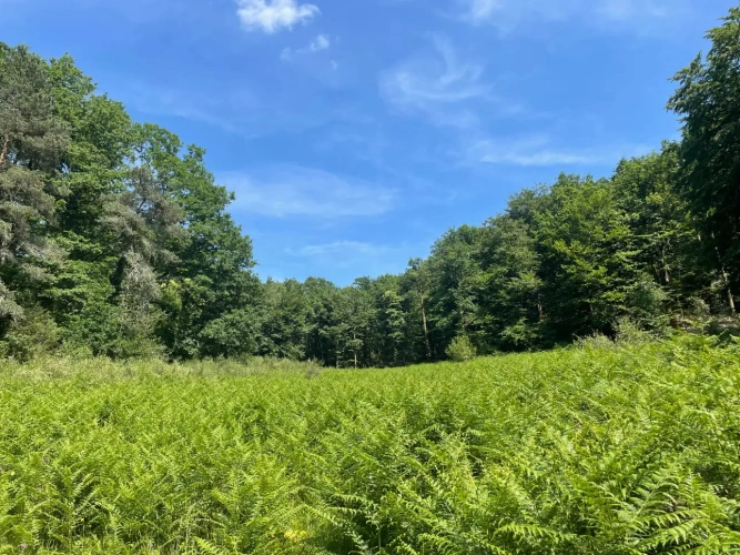 Photos 6 - Forestière - Propriété forestière de chênes, capitalisée en bois moyens et gros bois – 840 m³
