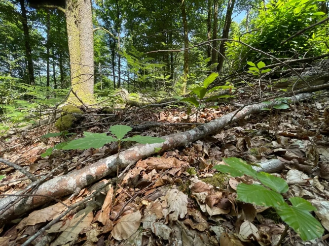 Photos 9 - Forestière - Propriété forestière de chênes, capitalisée en bois moyens et gros bois – 840 m³