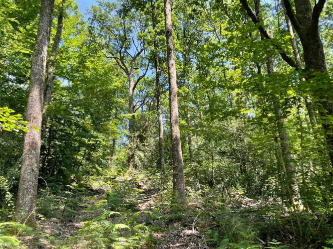 Photos 10 - Forestière - Propriété forestière de chênes, capitalisée en bois moyens et gros bois – 840 m³