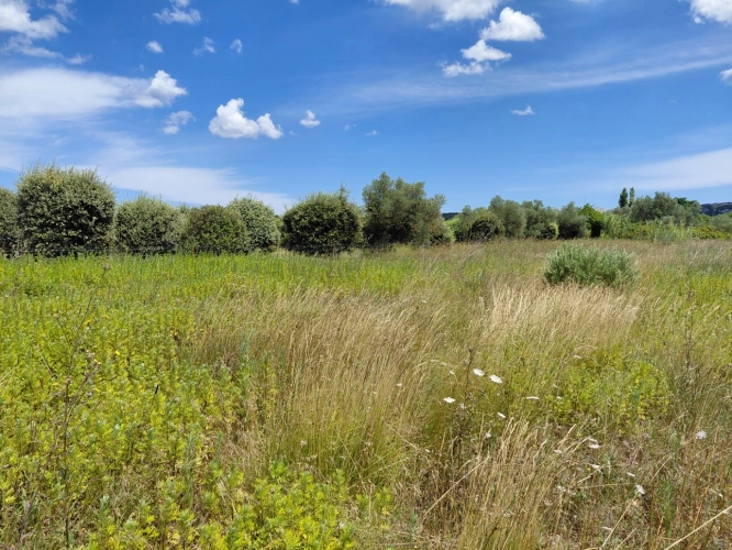 Photos 2 - Agricole - Terrain de 6 640m2 avec chênes truffiers