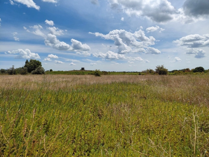 Photos 3 - Agricole - Terrain de 6 640m2 avec chênes truffiers