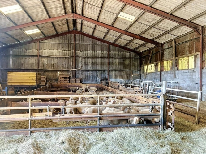 Photos 4 - Agricole - Ovins / Caprins