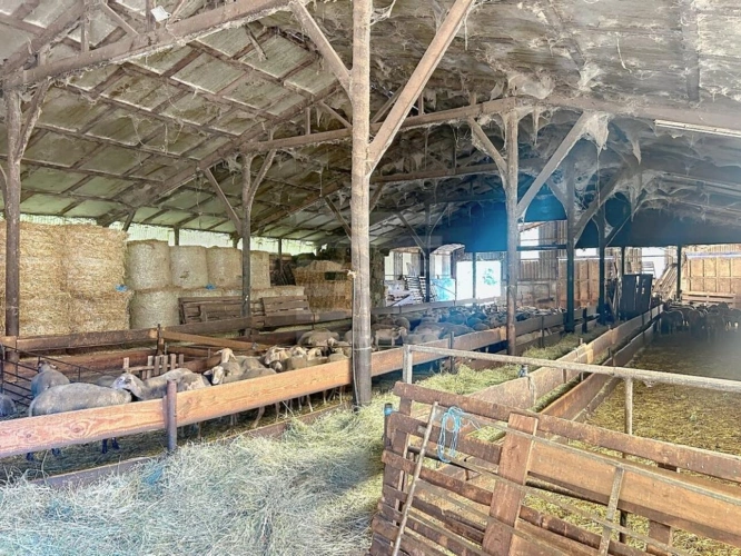 Photos 5 - Agricole - Ovins / Caprins