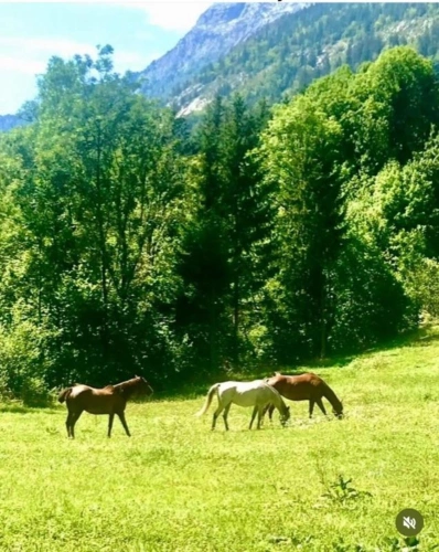 Photos 10 - Prestige - PROPRIÉTÉ D'EXCEPTION -- UNE FERME DU XIX? SIÈCLE ENTRE