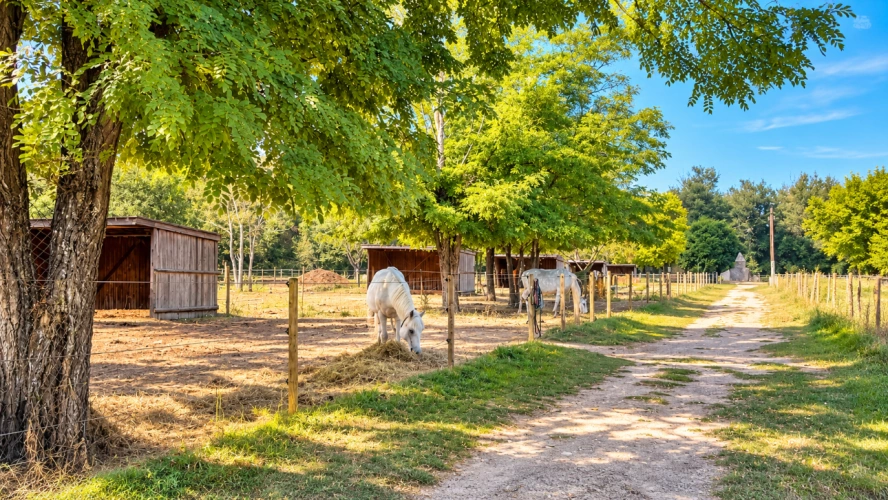 Photos 4 - Équestre - Luberon - DOMAINE ÉQUESTRE SUR 12 HECTARES
