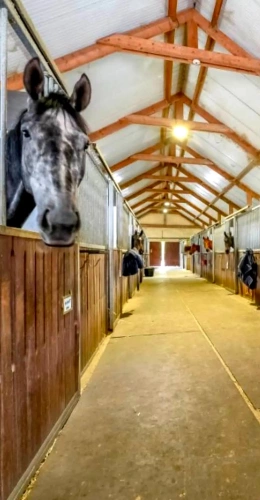 Photos 2 - Équestre - Écurie de galop clé en main – 38 boxes – Lamorlaye / Chantilly