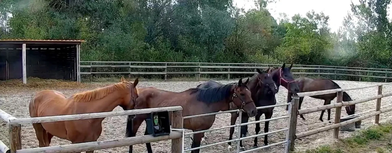 Photos 8 - Équestre - Écurie de galop clé en main – 38 boxes – Lamorlaye / Chantilly
