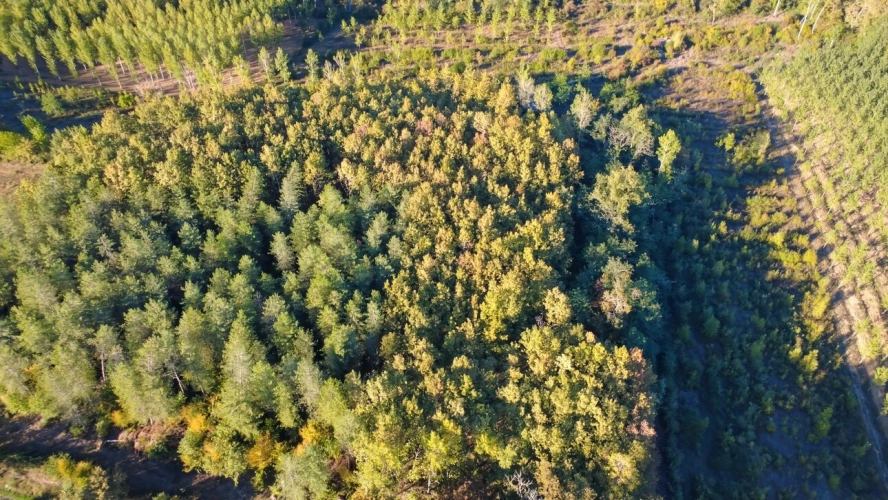 Photos 1 - Prestige - 8,5 hectares de bois PARLEBOSCQ (40)