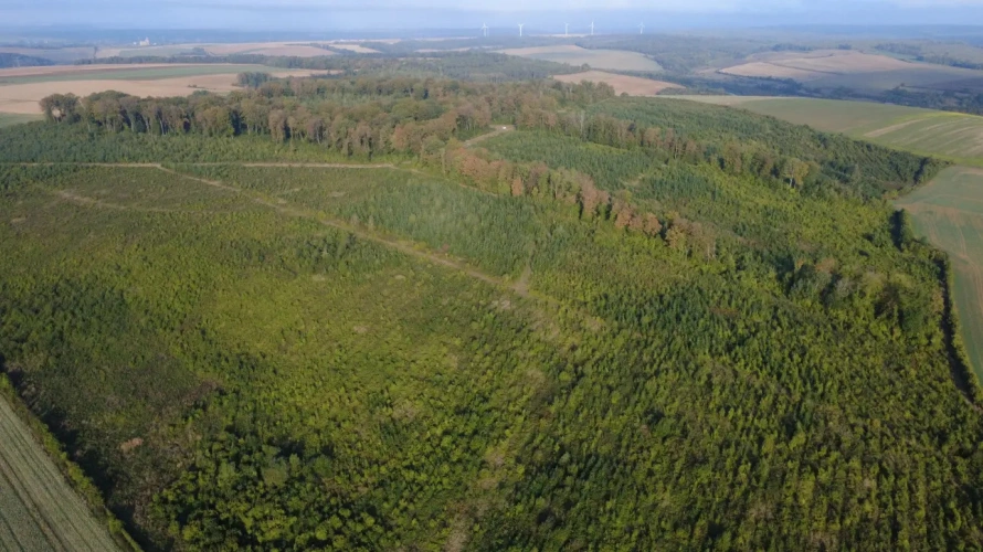 Photos 1 - Forestière - Forêt à vendre en Meuse (55), massif de Douglas de 63 hectares d’un seul tenant