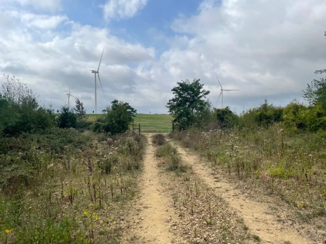 Photos 2 - Forestière - Forêt à vendre en Meuse (55), massif de Douglas de 63 hectares d’un seul tenant