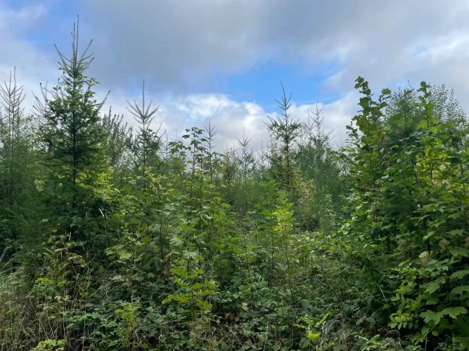 Photos 3 - Forestière - Forêt à vendre en Meuse (55), massif de Douglas de 63 hectares d’un seul tenant