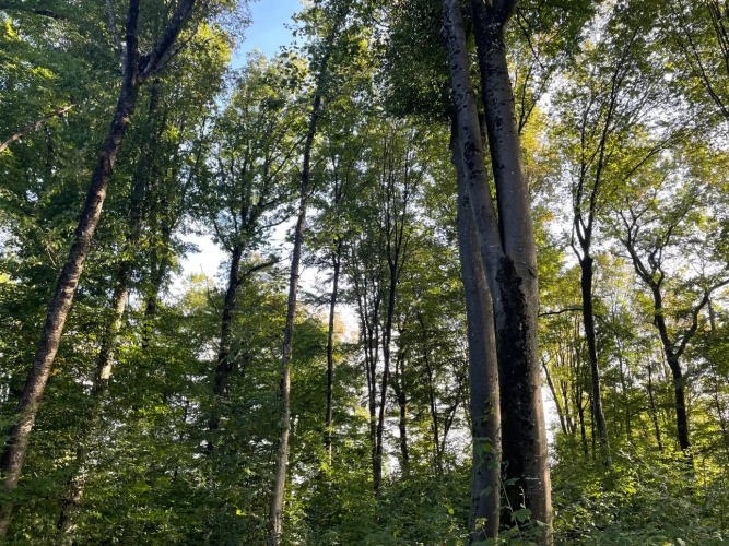 Photos 4 - Forestière - Forêt à vendre en Meuse (55), massif de Douglas de 63 hectares d’un seul tenant