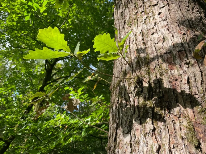 Photos 5 - Forestière - Forêt à vendre en Meuse (55), massif de Douglas de 63 hectares d’un seul tenant