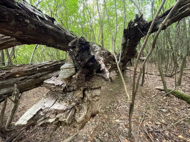 Photos 6 - Forestière - Forêt à vendre en Meuse (55), massif de Douglas de 63 hectares d’un seul tenant