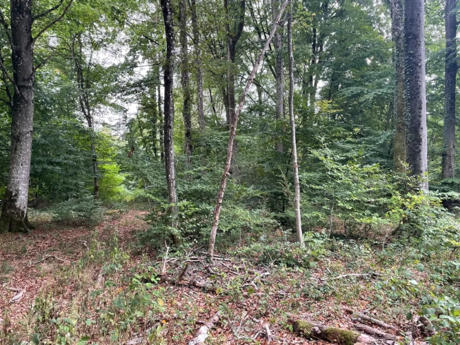 Photos 7 - Forestière - Forêt à vendre en Meuse (55), massif de Douglas de 63 hectares d’un seul tenant