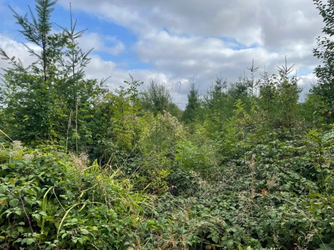 Photos 8 - Forestière - Forêt à vendre en Meuse (55), massif de Douglas de 63 hectares d’un seul tenant