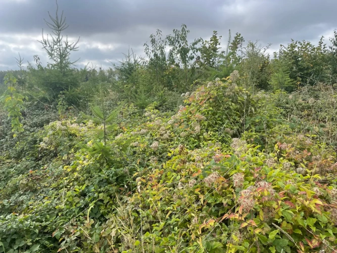 Photos 10 - Forestière - Forêt à vendre en Meuse (55), massif de Douglas de 63 hectares d’un seul tenant