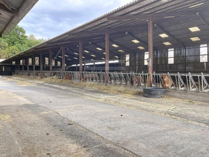 Photos 3 - Prestige - Bovine