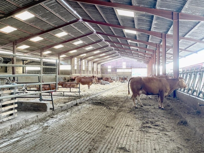 Photos 4 - Prestige - Bovine