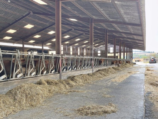 Photos 5 - Prestige - Bovine