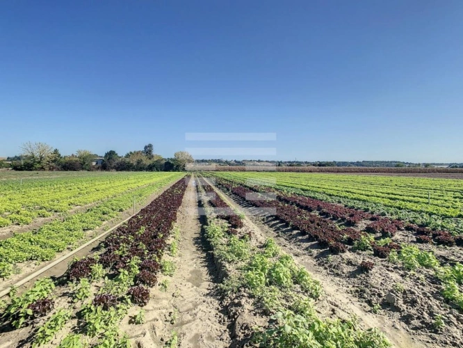 Photos 2 - Agricole - Horticole / Maraîchage