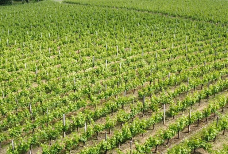 Photos 1 - Viticole - A vendre charmante propriété viticole très bien tenue et de renom