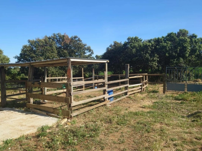 Photos 16 - Equestrian - Equestrian center operating 16 hours a week   A rare find on