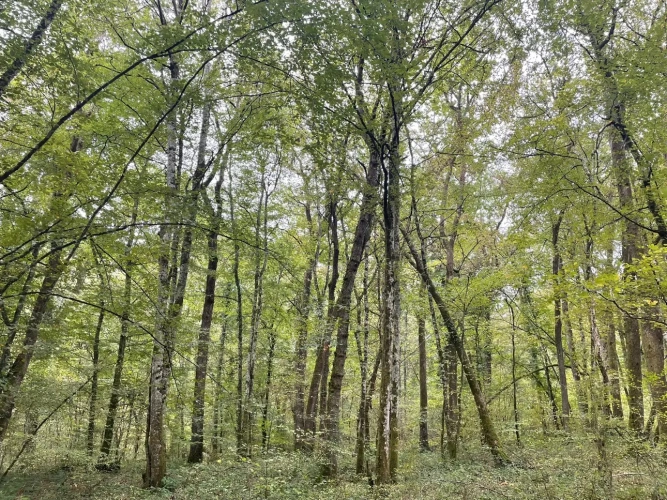 Photos 1 - Forestière - Forêt à vendre près de Bourbonne-les-Bains (Haute-Marne), futaie feuillue de 23 hectares