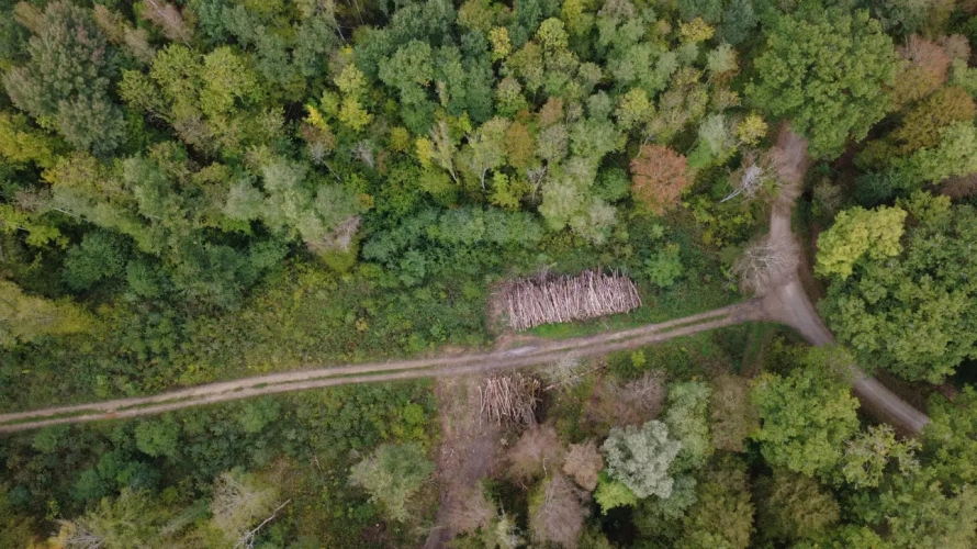 Photos 2 - Forestière - Forêt à vendre près de Bourbonne-les-Bains (Haute-Marne), futaie feuillue de 23 hectares