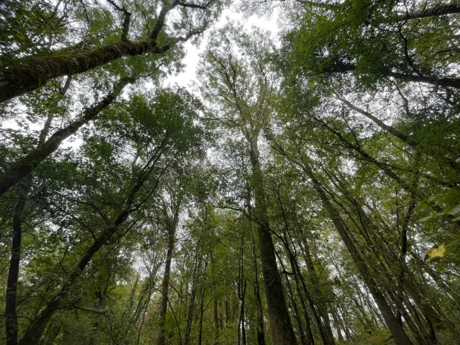 Photos 3 - Forestière - Forêt à vendre près de Bourbonne-les-Bains (Haute-Marne), futaie feuillue de 23 hectares