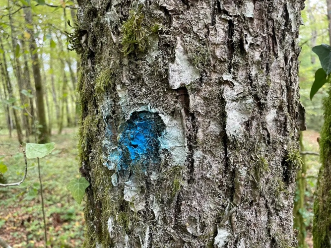 Photos 4 - Forestière - Forêt à vendre près de Bourbonne-les-Bains (Haute-Marne), futaie feuillue de 23 hectares