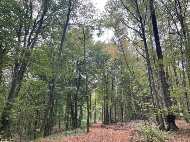 Photos 5 - Forestière - Forêt à vendre près de Bourbonne-les-Bains (Haute-Marne), futaie feuillue de 23 hectares
