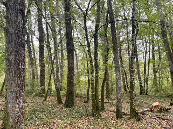Photos 6 - Forestière - Forêt à vendre près de Bourbonne-les-Bains (Haute-Marne), futaie feuillue de 23 hectares