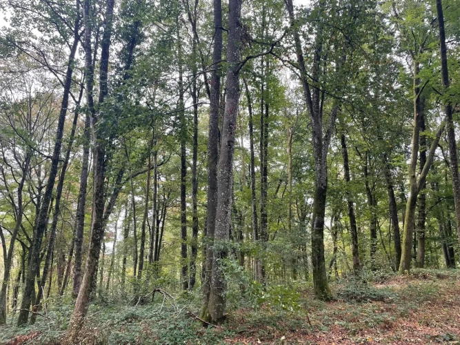 Photos 7 - Forestière - Forêt à vendre près de Bourbonne-les-Bains (Haute-Marne), futaie feuillue de 23 hectares