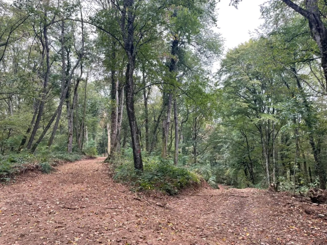 Photos 8 - Forestière - Forêt à vendre près de Bourbonne-les-Bains (Haute-Marne), futaie feuillue de 23 hectares
