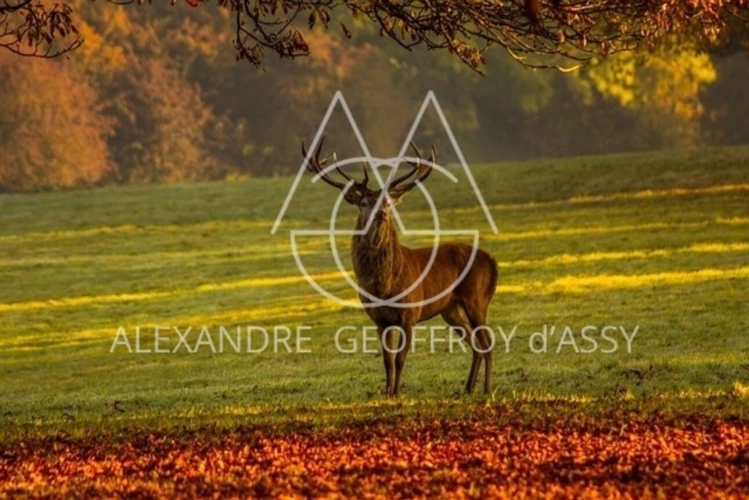 Photos 1 - Prestige - Domaine de chasse exceptionnel de 800 hectares
