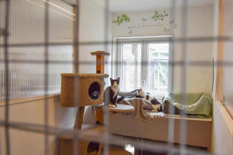 Photos 10 - Rurale - Chatterie professionnelle avec maison charentaise – Charente