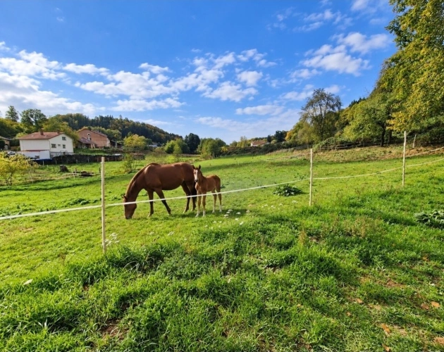 Photos 1 - Prestige - Propriété MAISON à vendre 8 pièces à EPINAL (88) avec DEPENDANCES sur 6262 m2 de TERRAIN