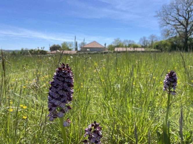 Photos 3 - Prestige - Magnifique propriété en pierre, restaurée, avec 4 hectares de terrain, à proximités de Condom et Lectoure