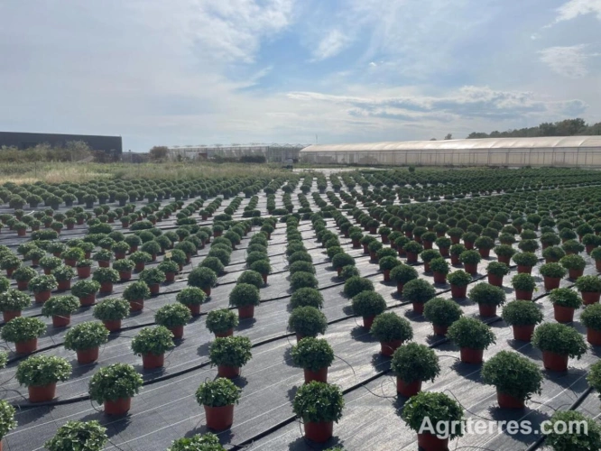 Photos 4 - Agricole - EXCEPTIONNELLE EXPLOITATION HORTICOLE  LOIRET