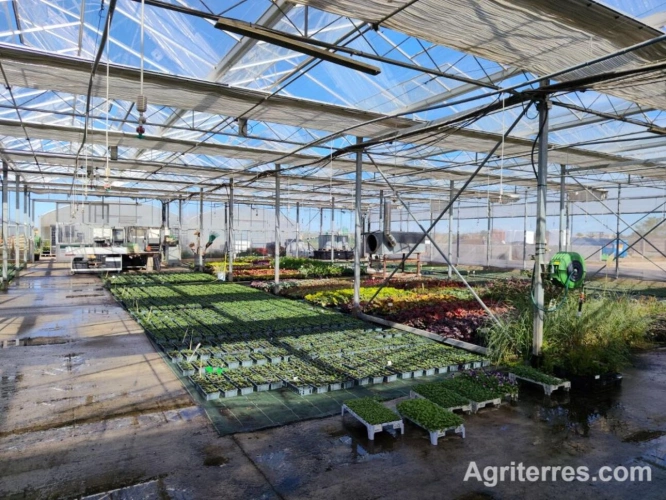 Photos 6 - Agricole - EXCEPTIONNELLE EXPLOITATION HORTICOLE  LOIRET