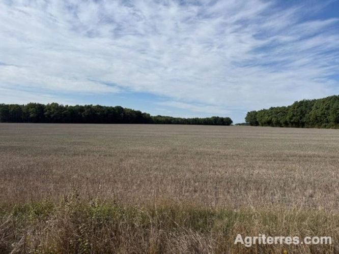 Photos 3 - Agricole - Exploitation céréalière et légumière à proximité de Cognac