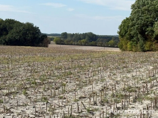 Photos 4 - Agricole - Exploitation céréalière et légumière à proximité de Cognac