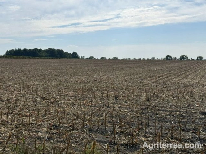 Photos 5 - Agricole - Exploitation céréalière et légumière à proximité de Cognac
