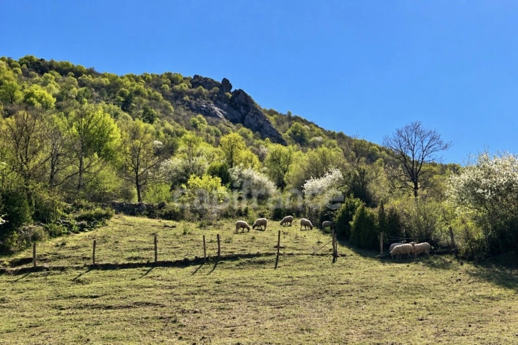 Photos 3 - Agricole - Terres et bâtis d'activités de 256 m² sur 20 hectares (203 000 m²)
