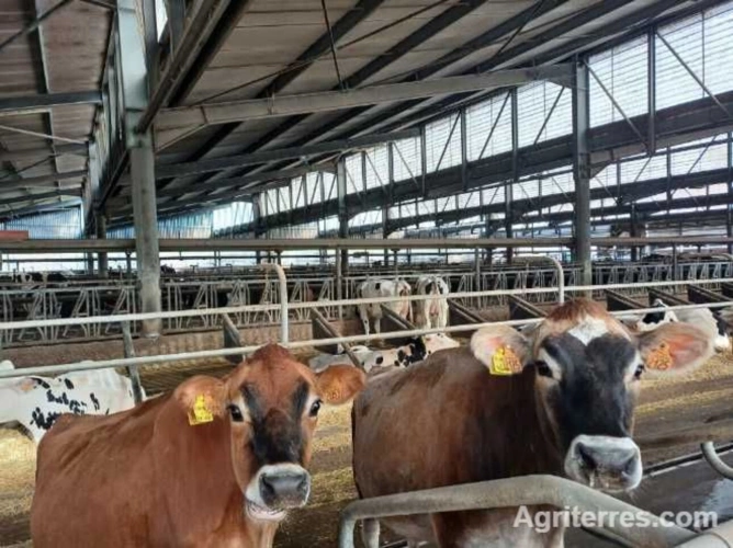 Photos 8 - Agricole - Grand Est  EXPLOITATION Laitière d'Exception à saisir