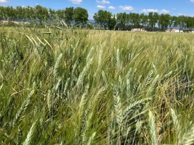 Photos 1 - Agricole - Dordogne  Opportunité pour investisseur vente de 31Ha 84 a de terres agricoles