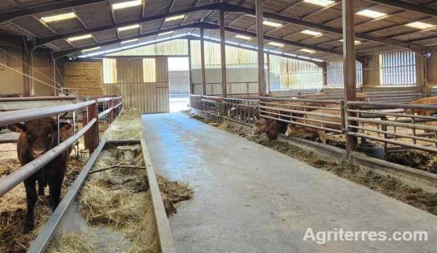 Photos 2 - Agricole - GRAND EST DOMAINE AGRICOLE – ÉLEVAGE BOVIN VIANDE – CLÉ EN MAIN